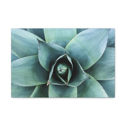 Agave 1- Jon Carrasco Curations Gardens of the World Collection