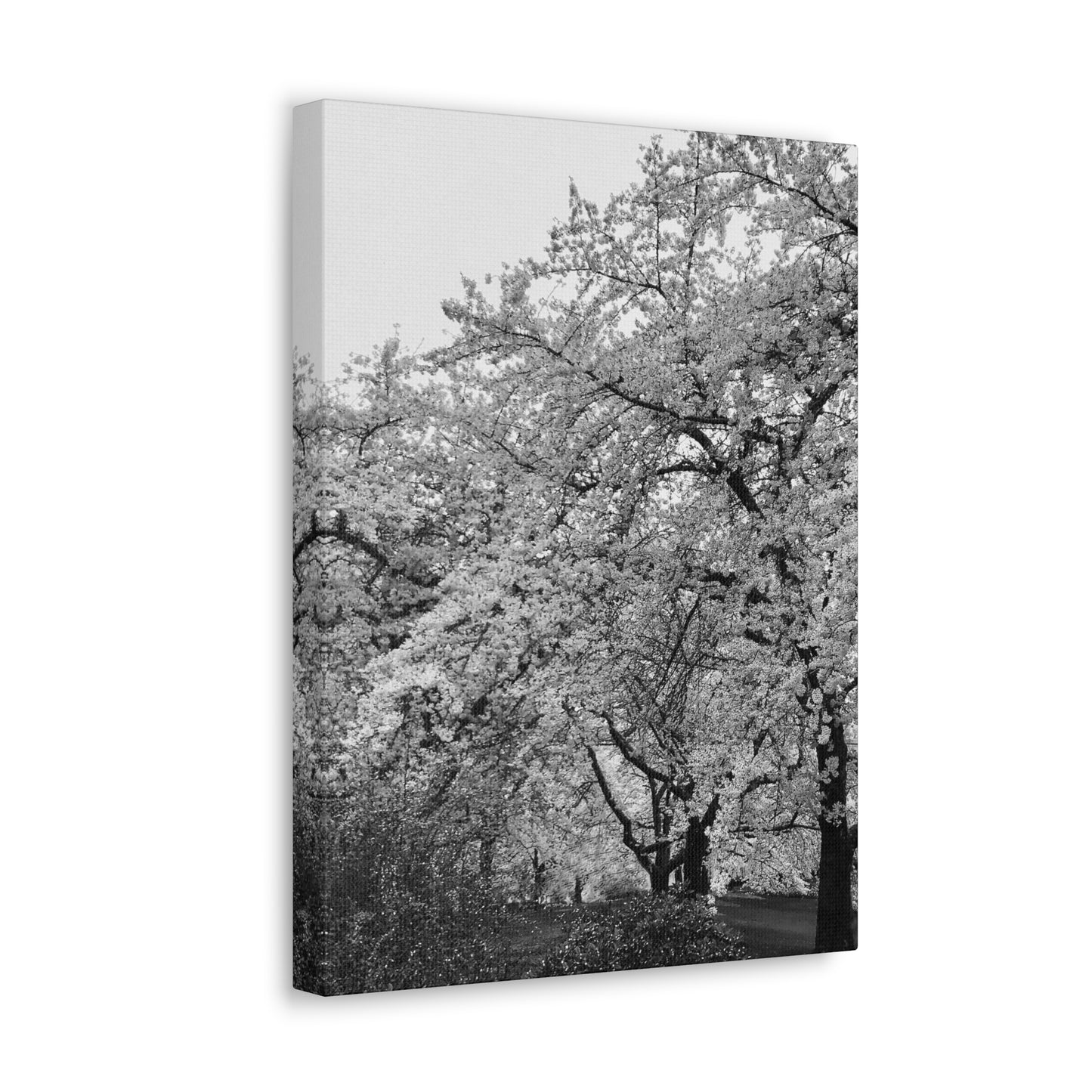 Cherry Blossom - Jon Carrasco Curations Black and White Collection