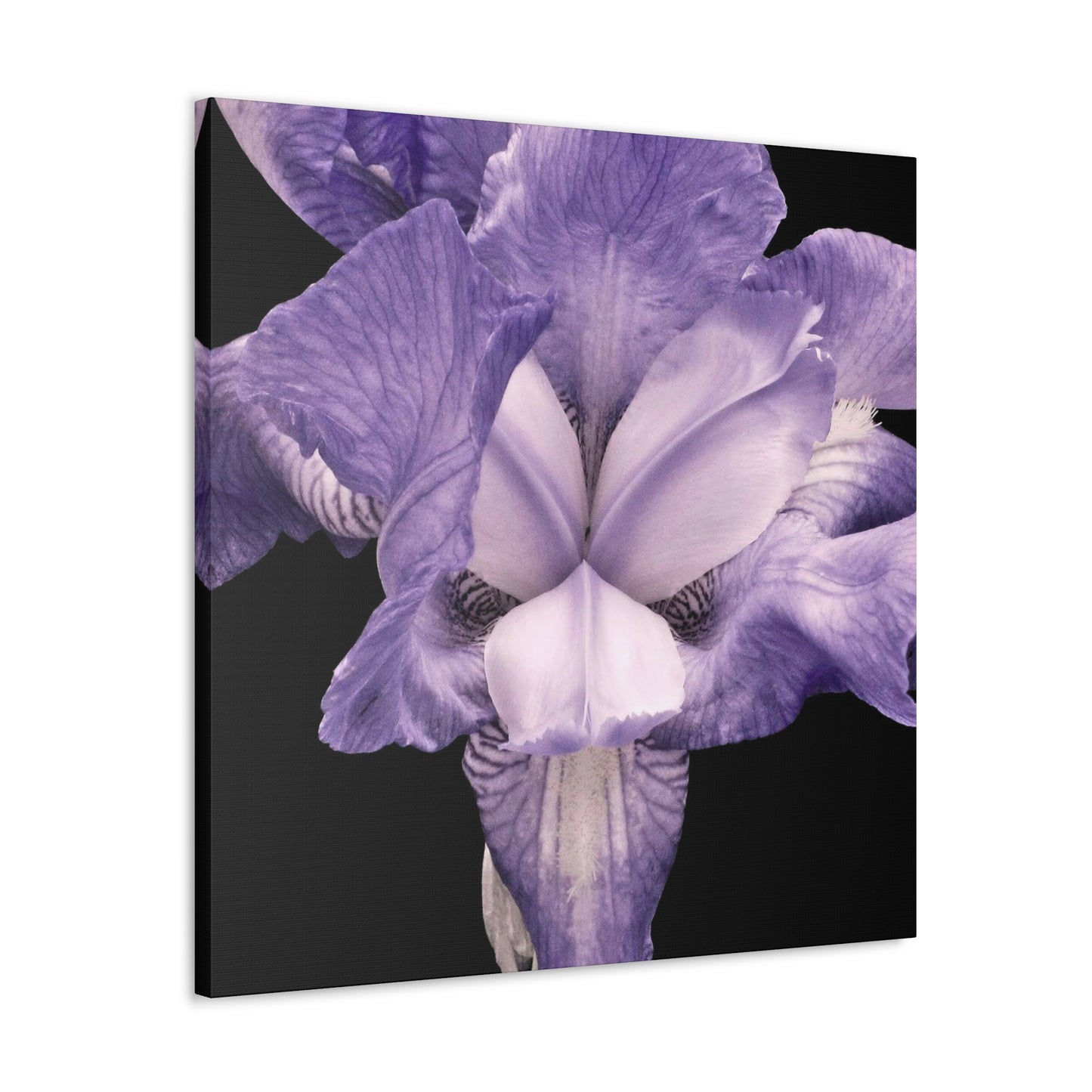 Iris - Jon Carrasco Curations Gardens of the World Collection