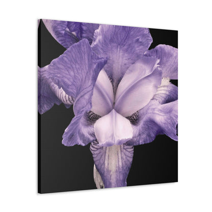 Iris - Jon Carrasco Curations Gardens of the World Collection