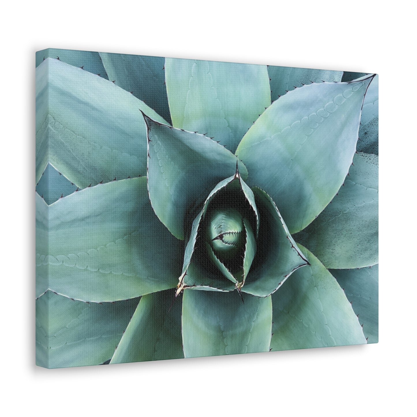 Agave 1- Jon Carrasco Curations Gardens of the World Collection