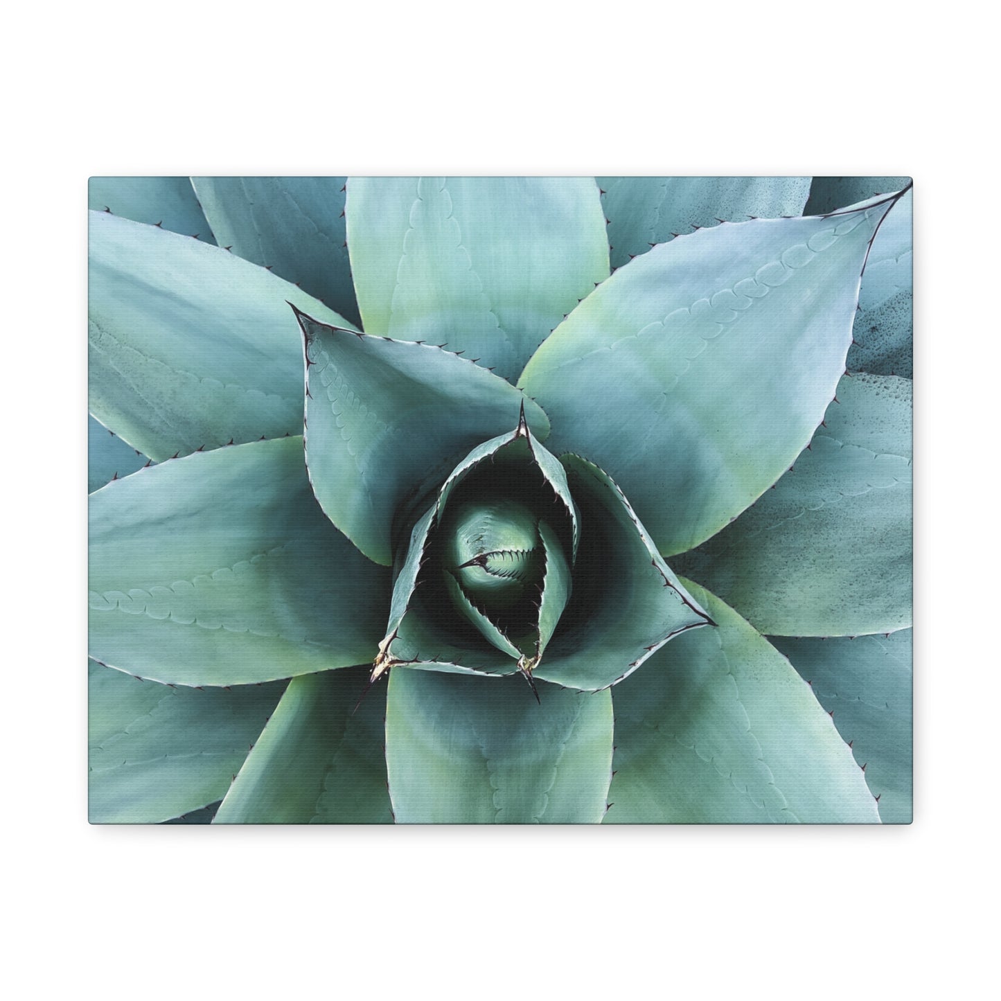 Agave 1- Jon Carrasco Curations Gardens of the World Collection