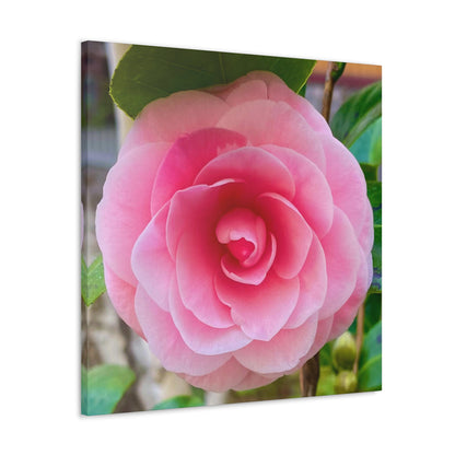 Pink Rose - Jon Carrasco Curations Gardens of the World Collection