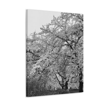 Cherry Blossom - Jon Carrasco Curations Black and White Collection