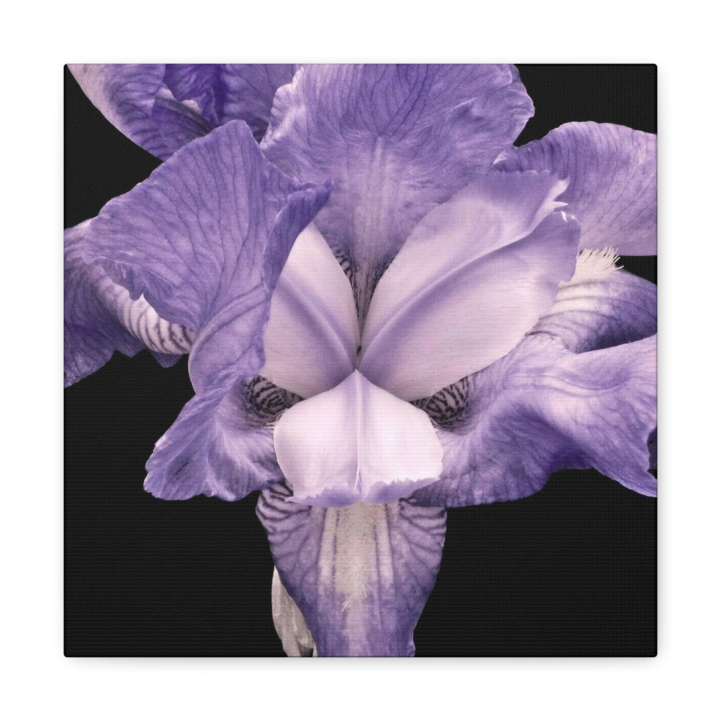 Iris - Jon Carrasco Curations Gardens of the World Collection