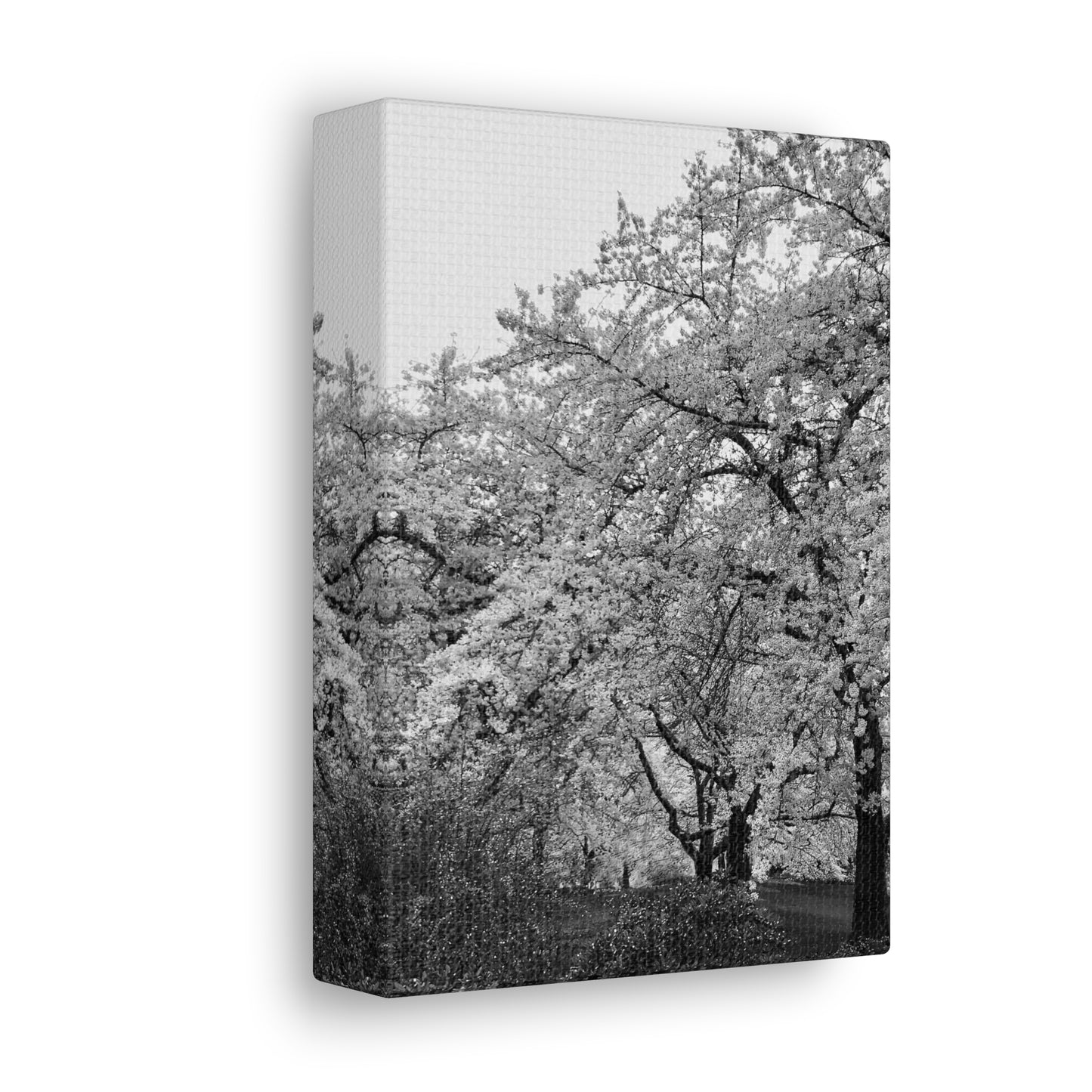 Cherry Blossom - Jon Carrasco Curations Black and White Collection