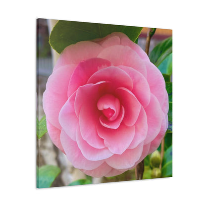 Pink Rose - Jon Carrasco Curations Gardens of the World Collection