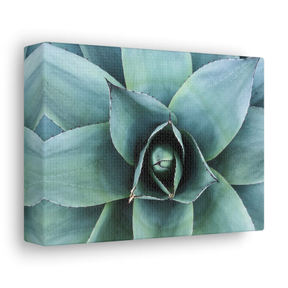 Agave 1- Jon Carrasco Curations Gardens of the World Collection