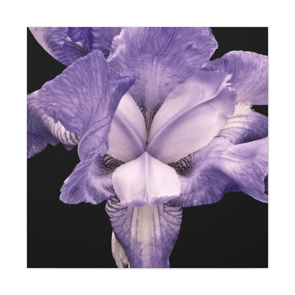 Iris - Jon Carrasco Curations Gardens of the World Collection