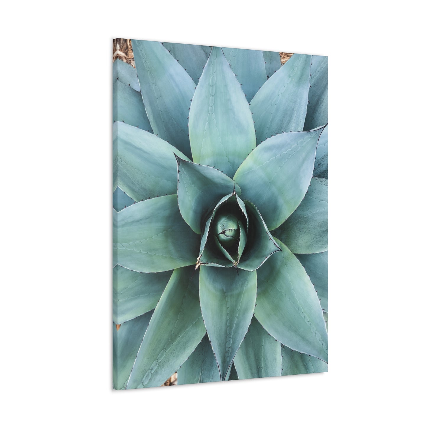 Agave 1- Jon Carrasco Curations Gardens of the World Collection