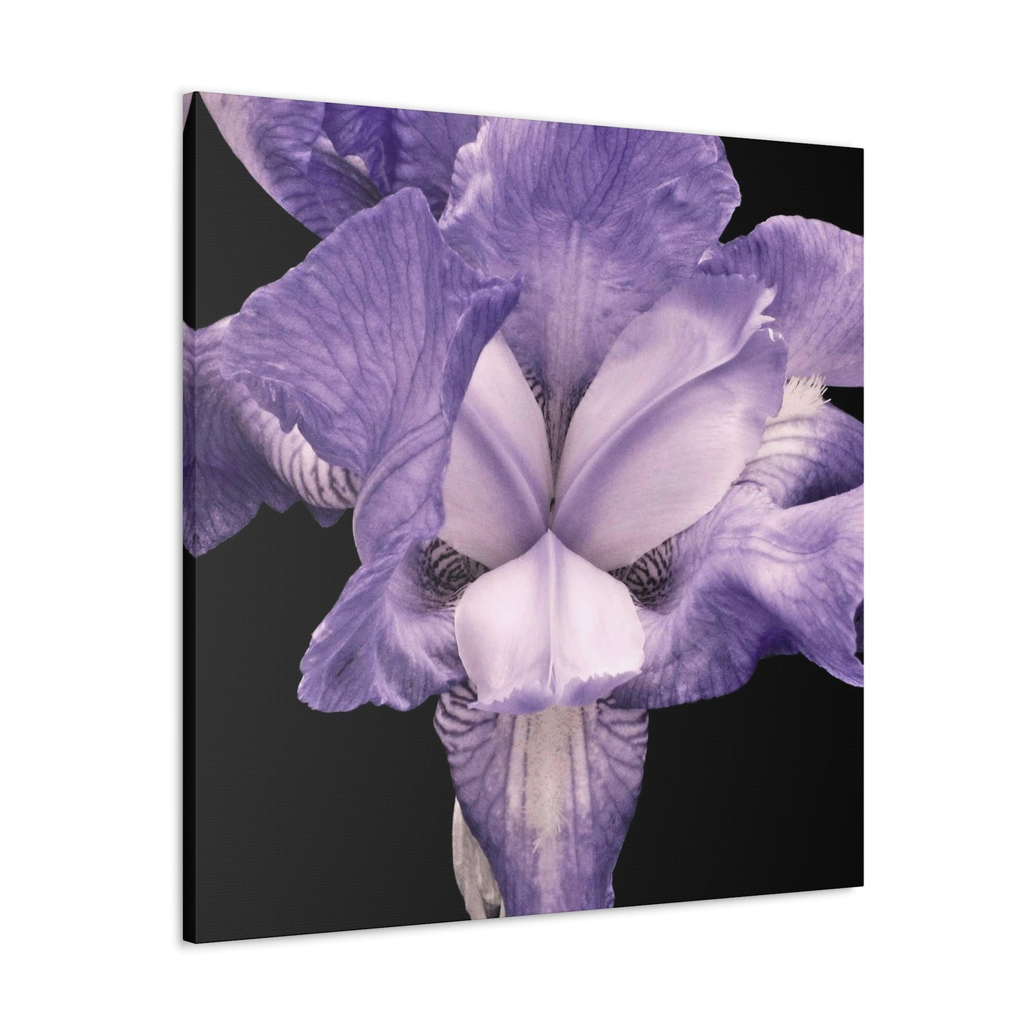 Iris - Jon Carrasco Curations Gardens of the World Collection