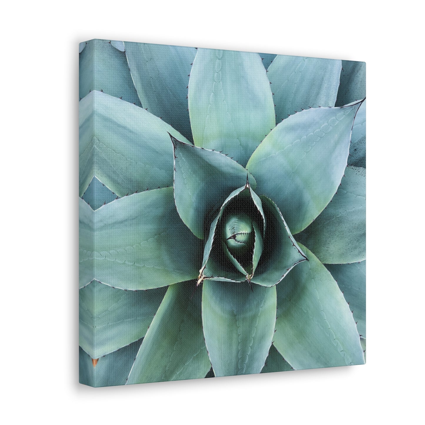 Agave 1- Jon Carrasco Curations Gardens of the World Collection