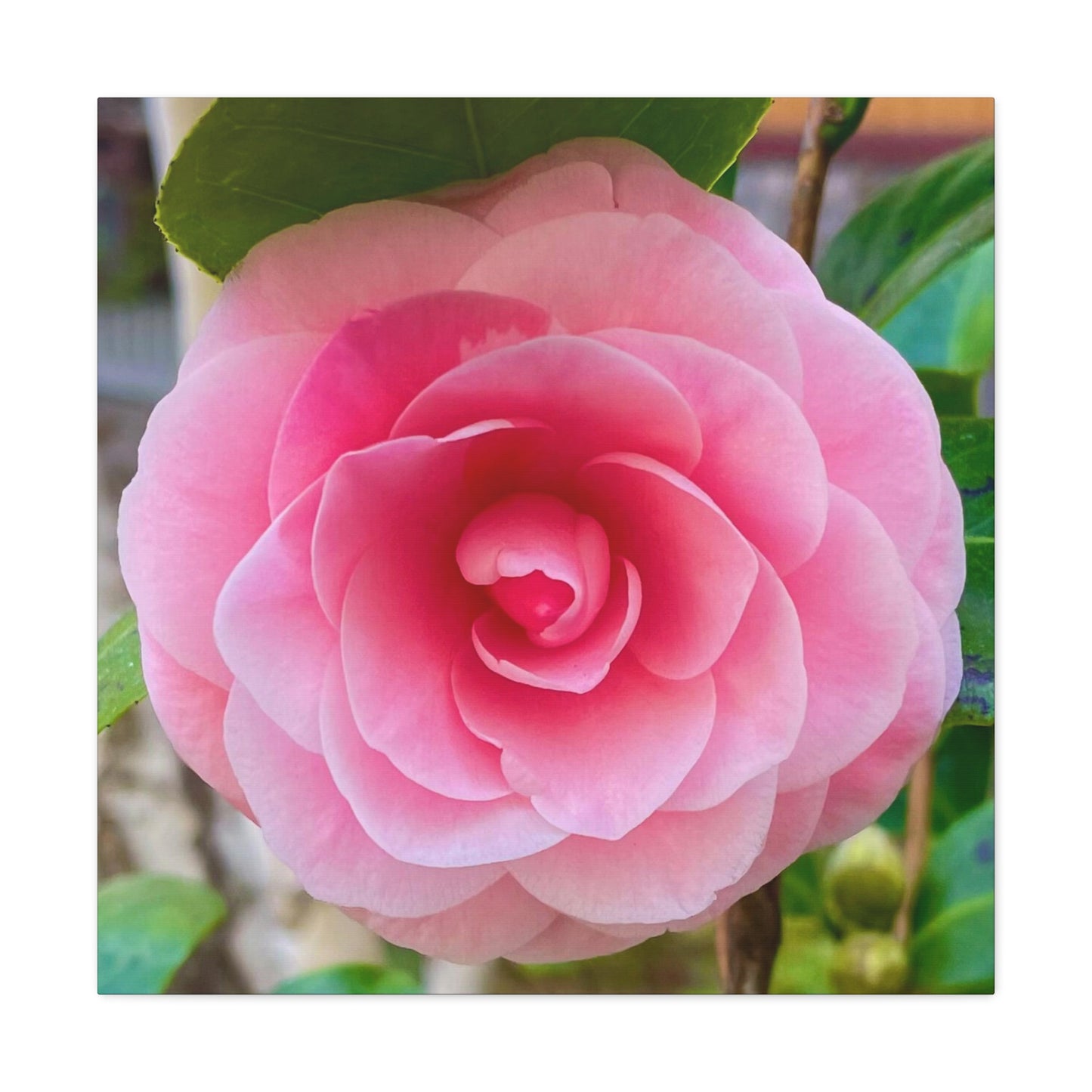 Pink Rose - Jon Carrasco Curations Gardens of the World Collection