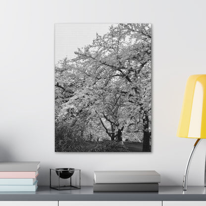 Cherry Blossom - Jon Carrasco Curations Black and White Collection