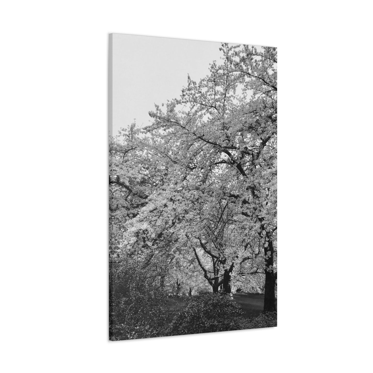 Cherry Blossom - Jon Carrasco Curations Black and White Collection