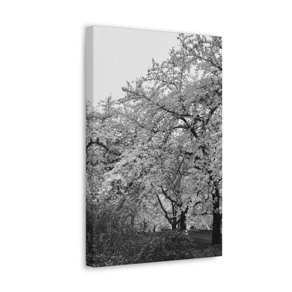 Cherry Blossom - Jon Carrasco Curations Black and White Collection