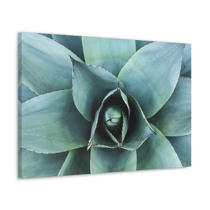 Agave 1- Jon Carrasco Curations Gardens of the World Collection