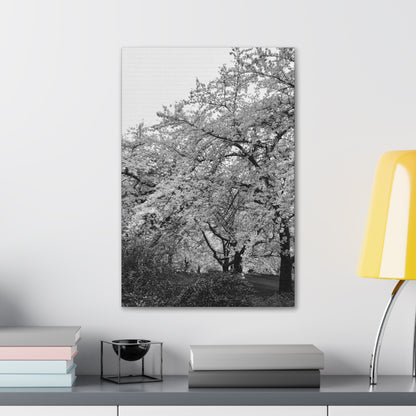 Cherry Blossom - Jon Carrasco Curations Black and White Collection