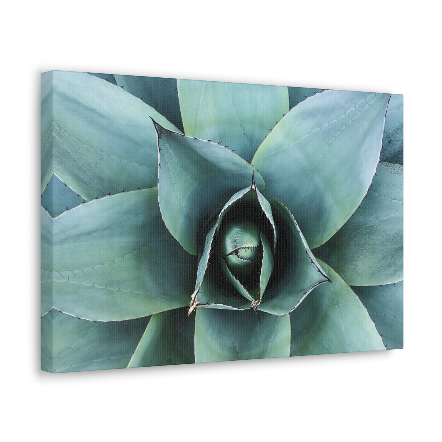 Agave 1- Jon Carrasco Curations Gardens of the World Collection