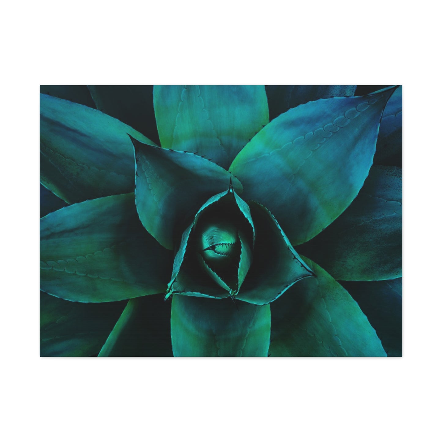 Agave 3- Jon Carrasco Curations Gardens of the World Collection