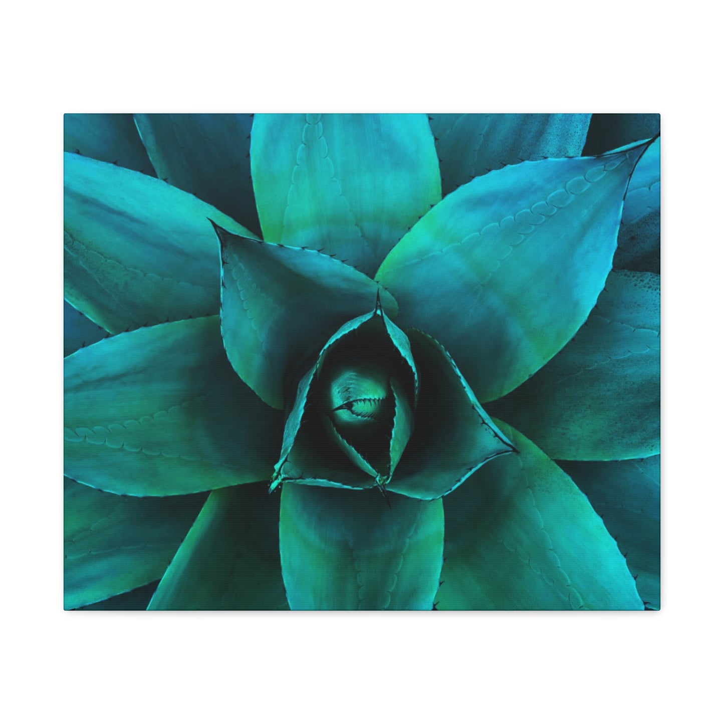 Agave 2- Jon Carrasco Curations Gardens of the World Collection