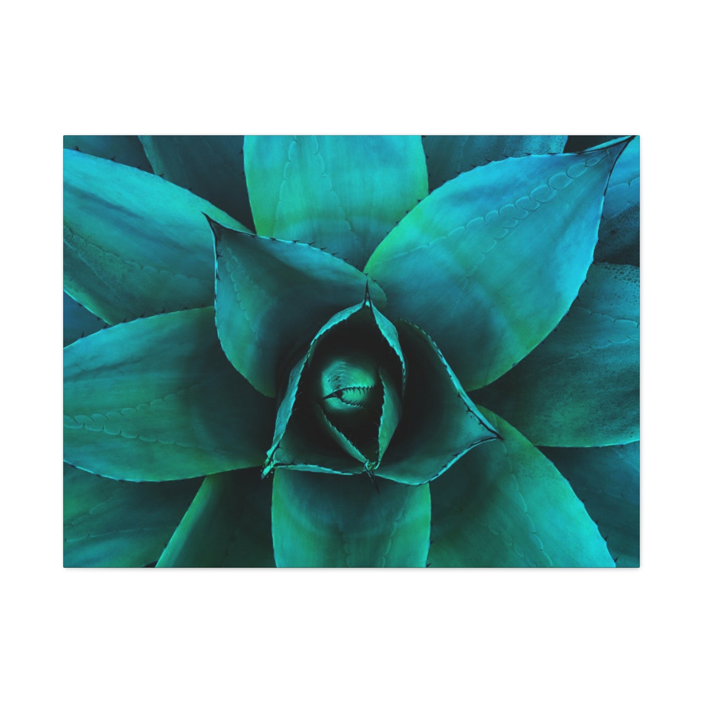 Agave 2- Jon Carrasco Curations Gardens of the World Collection