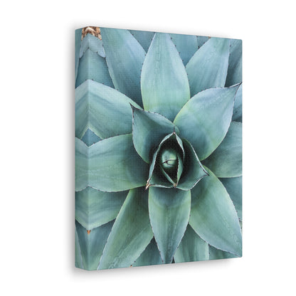 Agave 1- Jon Carrasco Curations Gardens of the World Collection