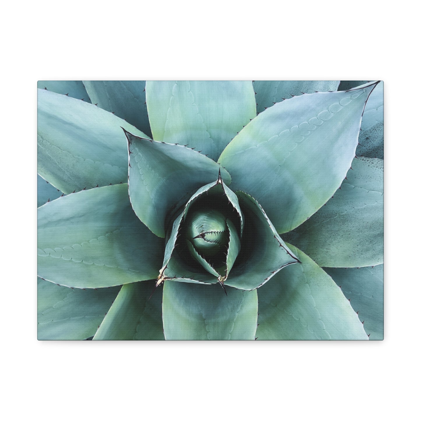 Agave 1- Jon Carrasco Curations Gardens of the World Collection